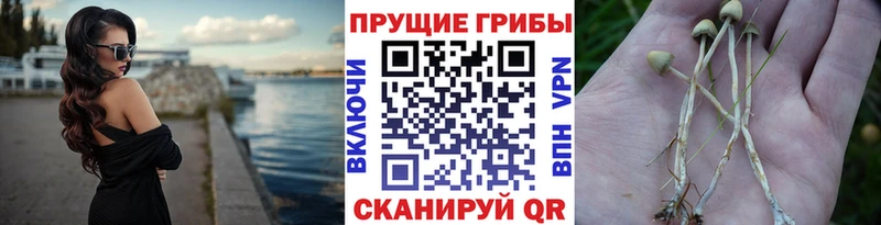 даркнет сайт  Салехард  Галлюциногенные грибы Cubensis 